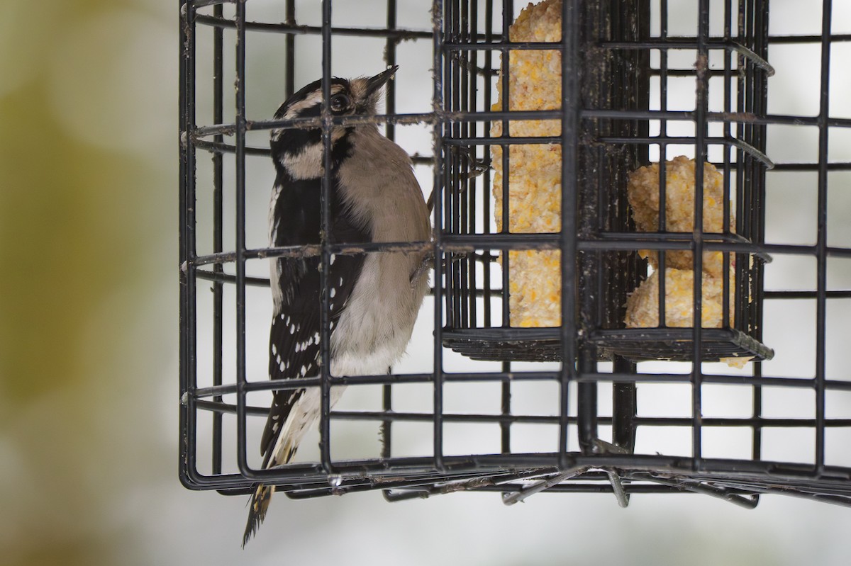 Downy Woodpecker - ML645864118