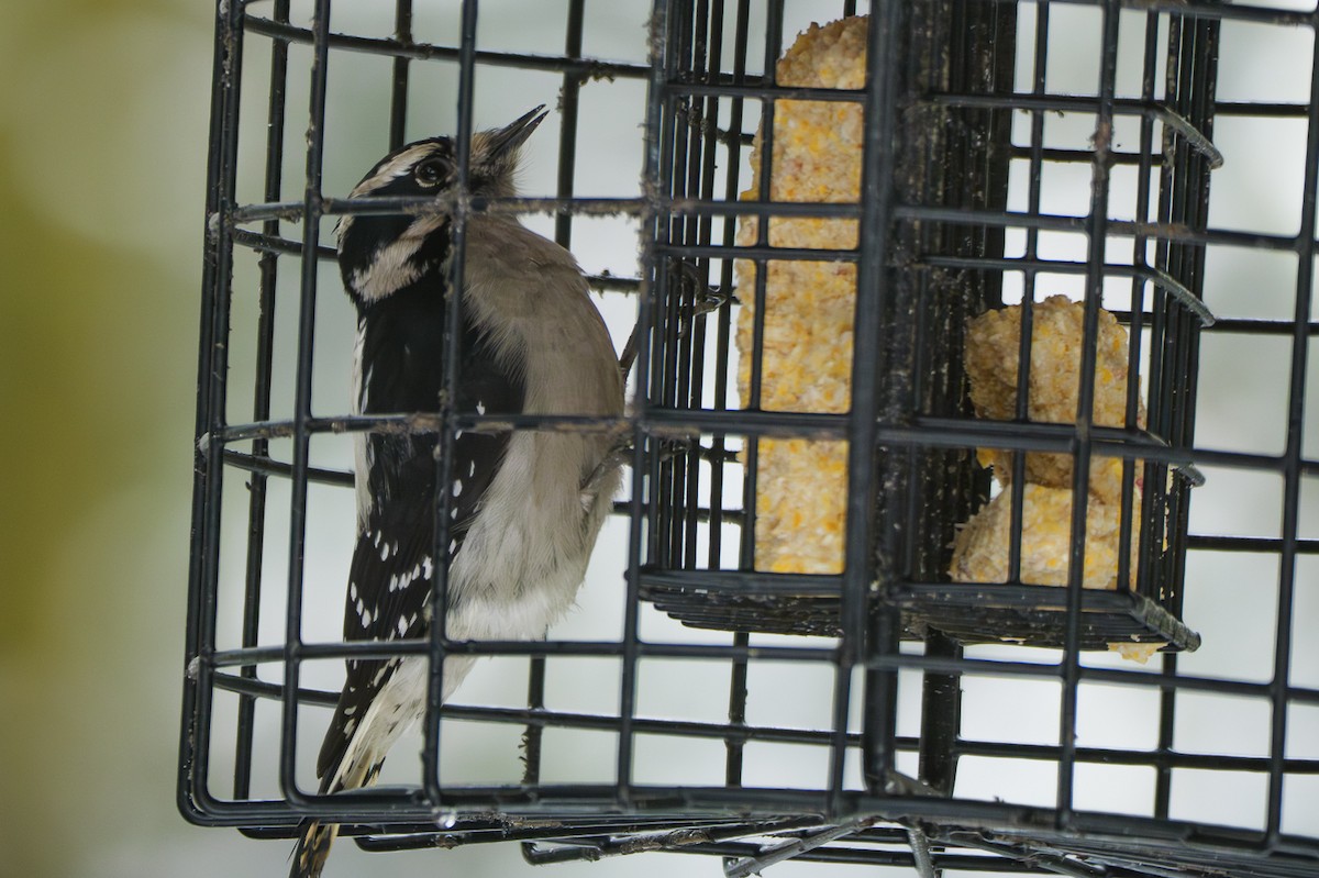 Downy Woodpecker - ML645864119