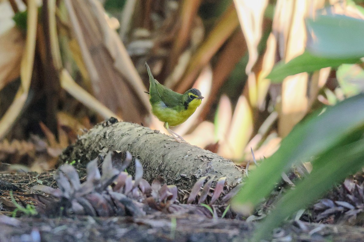 Reinita de Kentucky - ML645864120