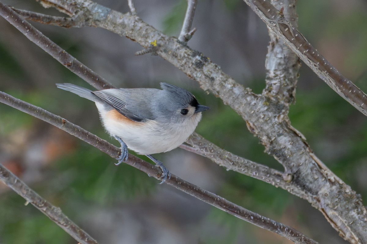 gråduskmeis - ML645864121