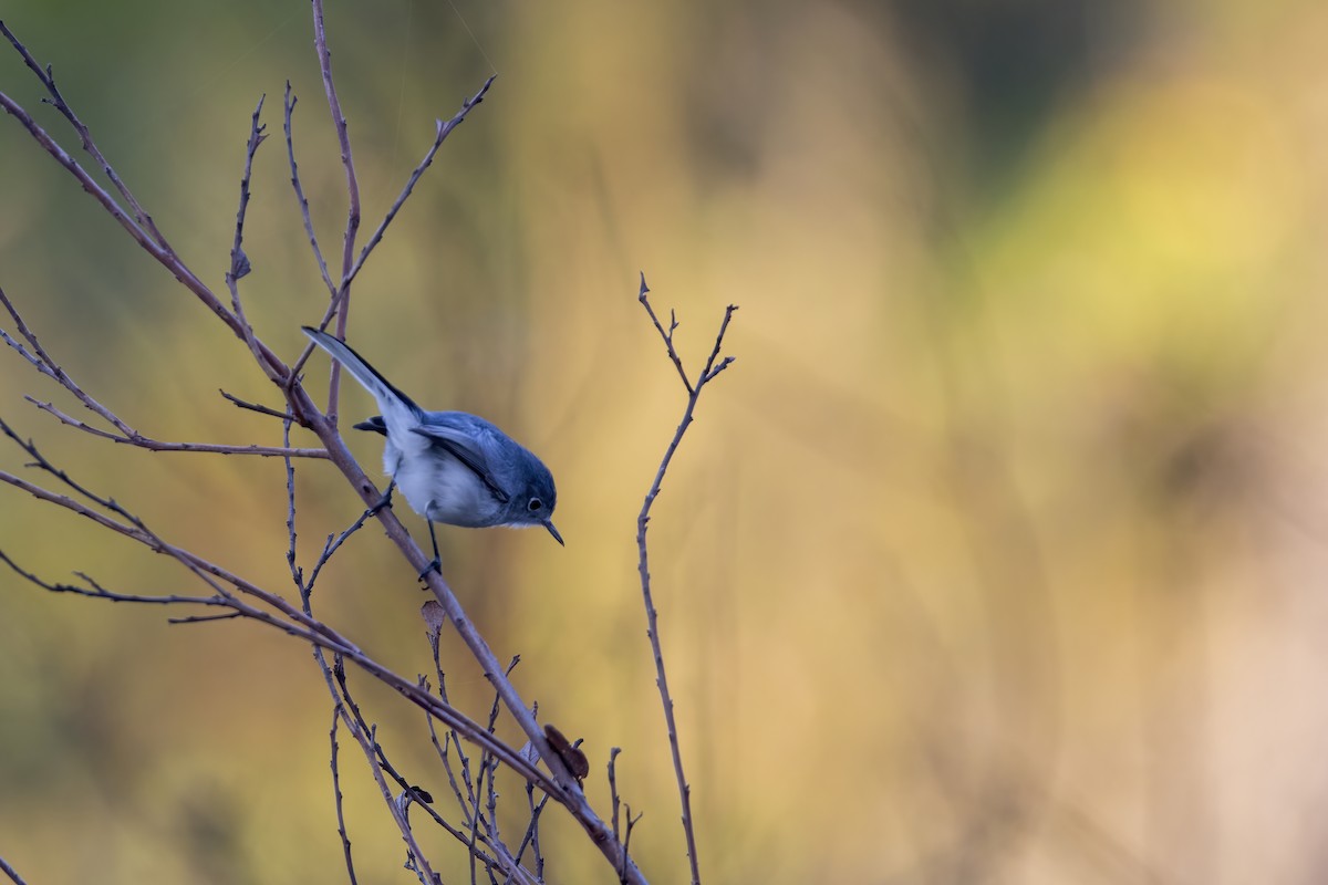 Голубая комароловка - ML645864122