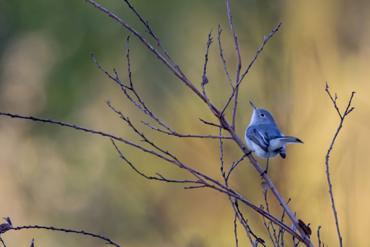 Голубая комароловка - ML645864127