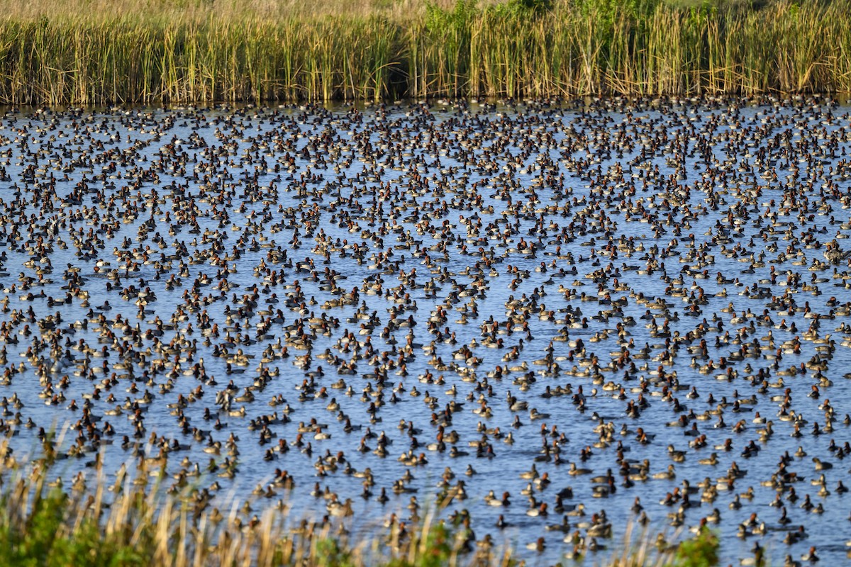 polák americký - ML645864128