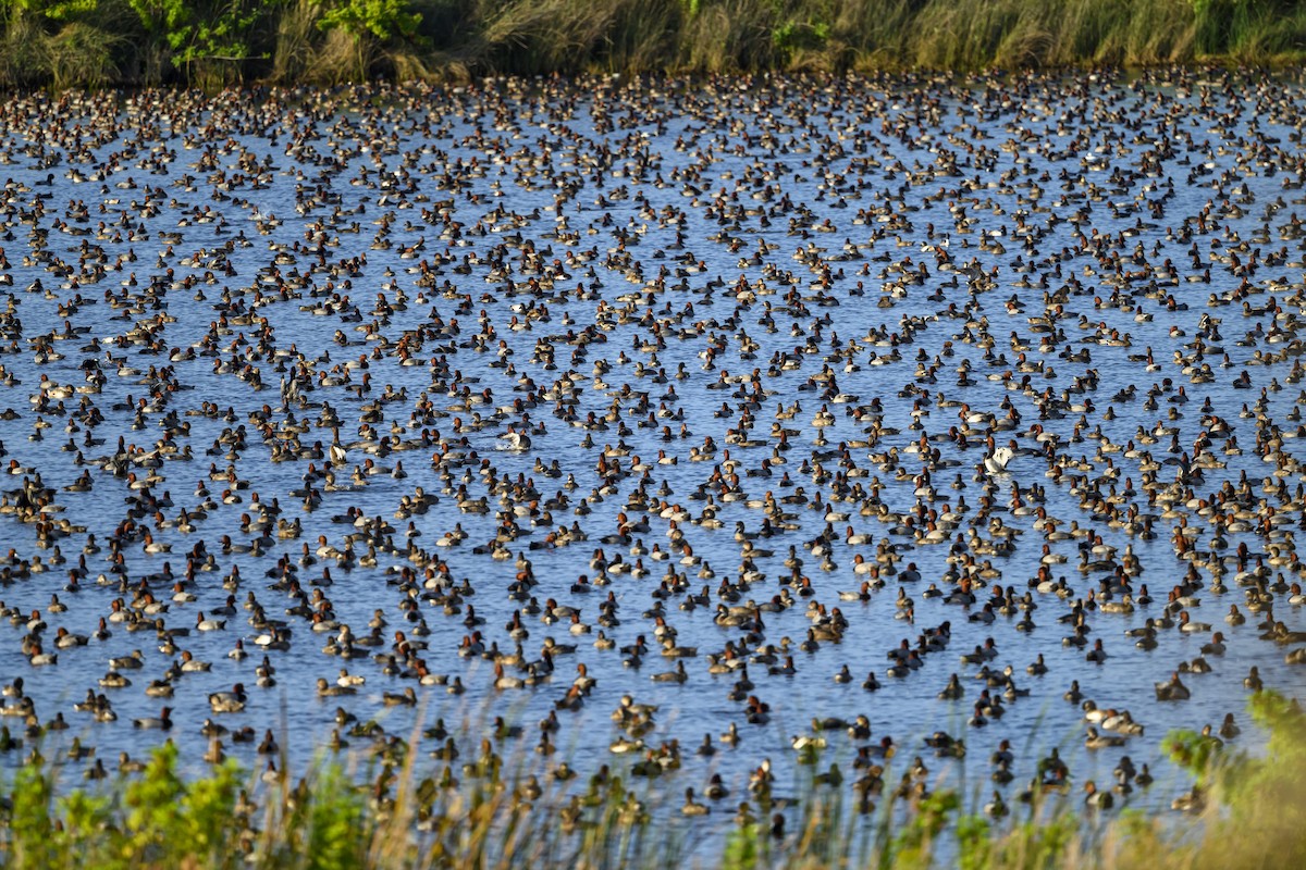 polák americký - ML645864129