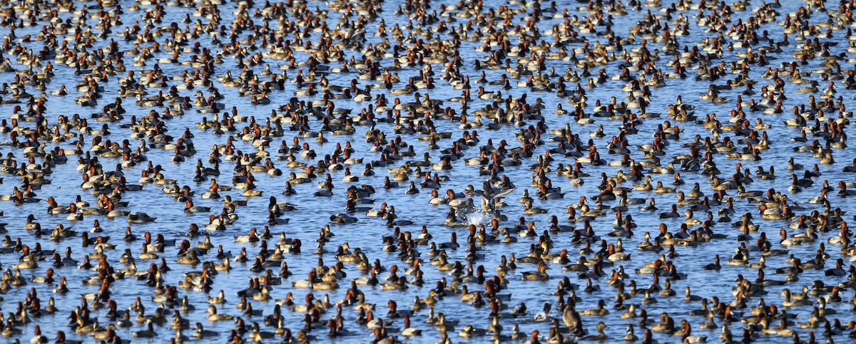 polák americký - ML645864130