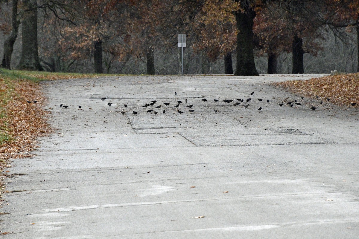 Rusty/Brewer's Blackbird - ML645864131
