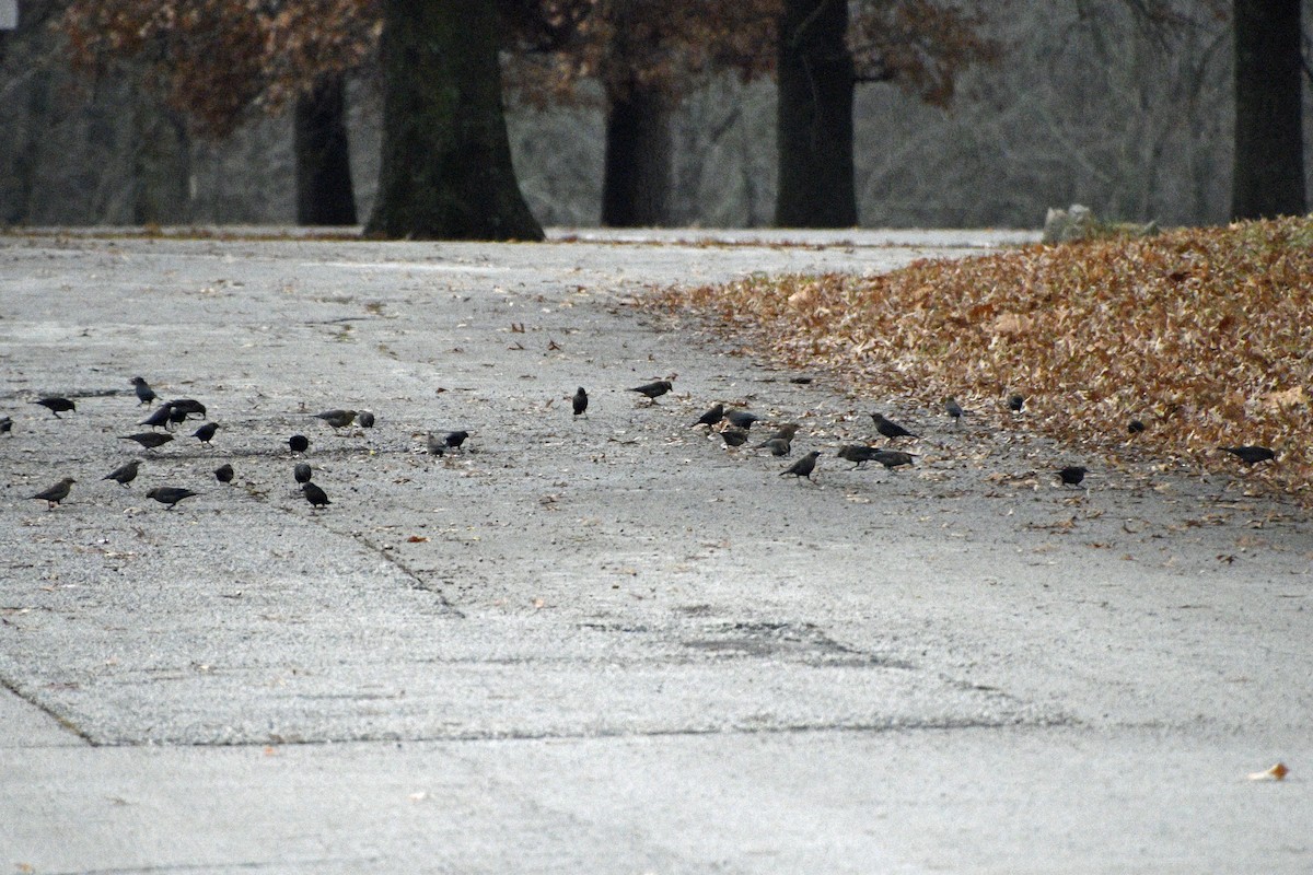 Rusty/Brewer's Blackbird - ML645864132