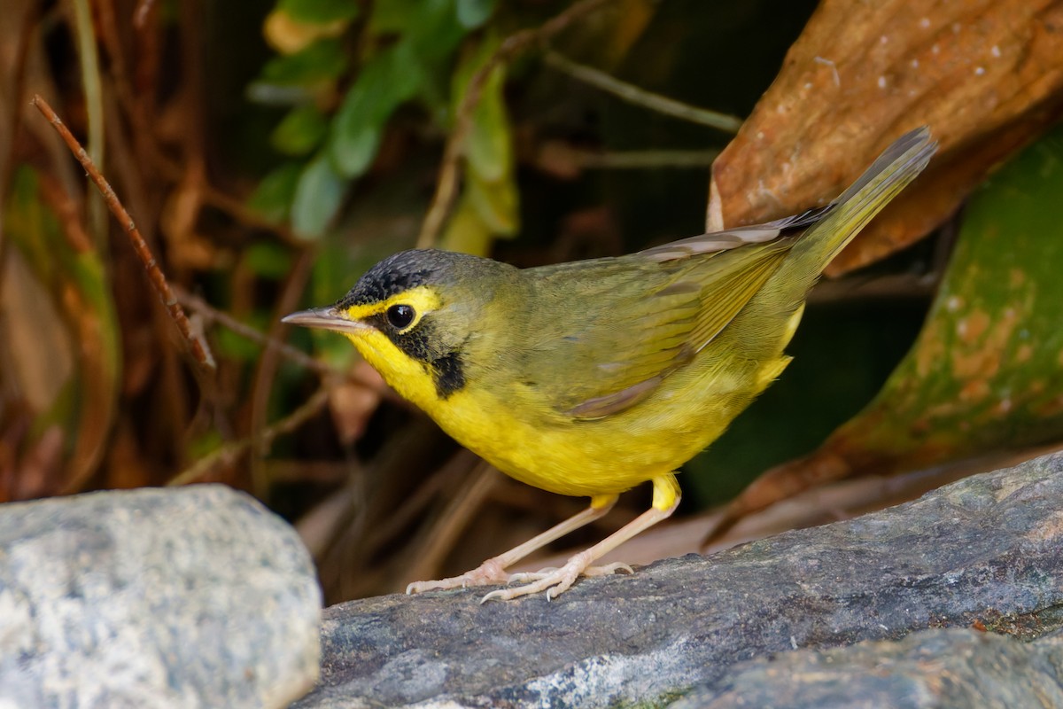 Kentucky Warbler - ML645864136