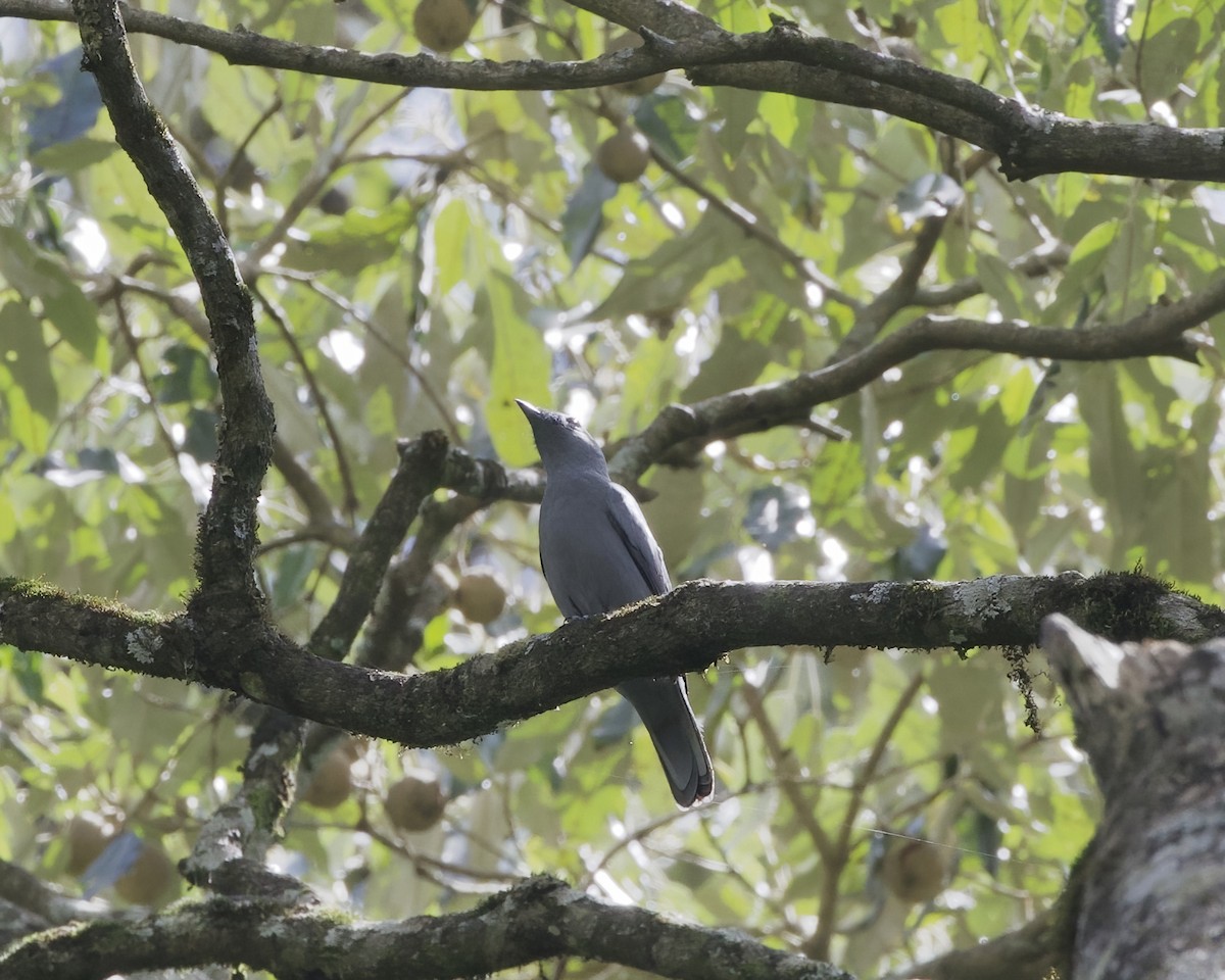 Gray Cuckooshrike - ML645864138