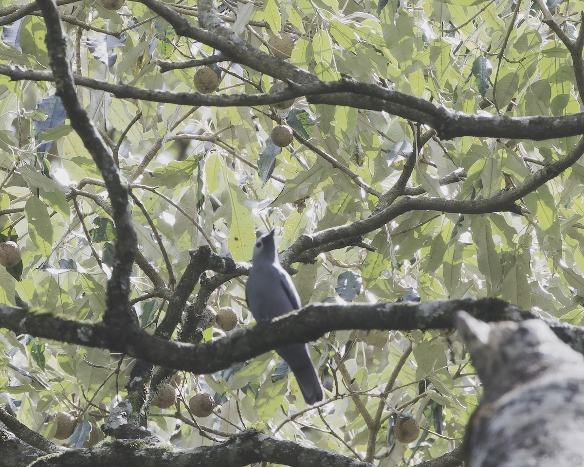 Gray Cuckooshrike - ML645864139