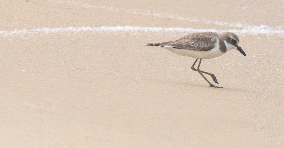 Corriere di Leschenault - ML645864140