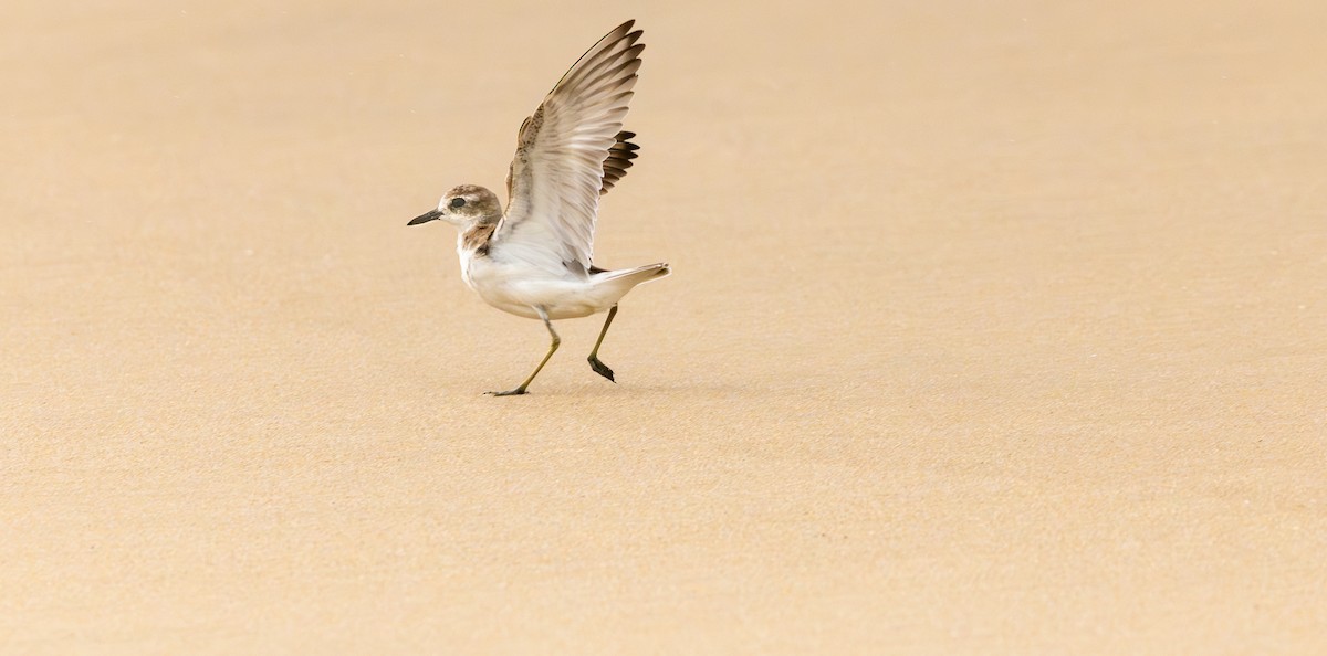 Tibet Cılıbıtı - ML645864141