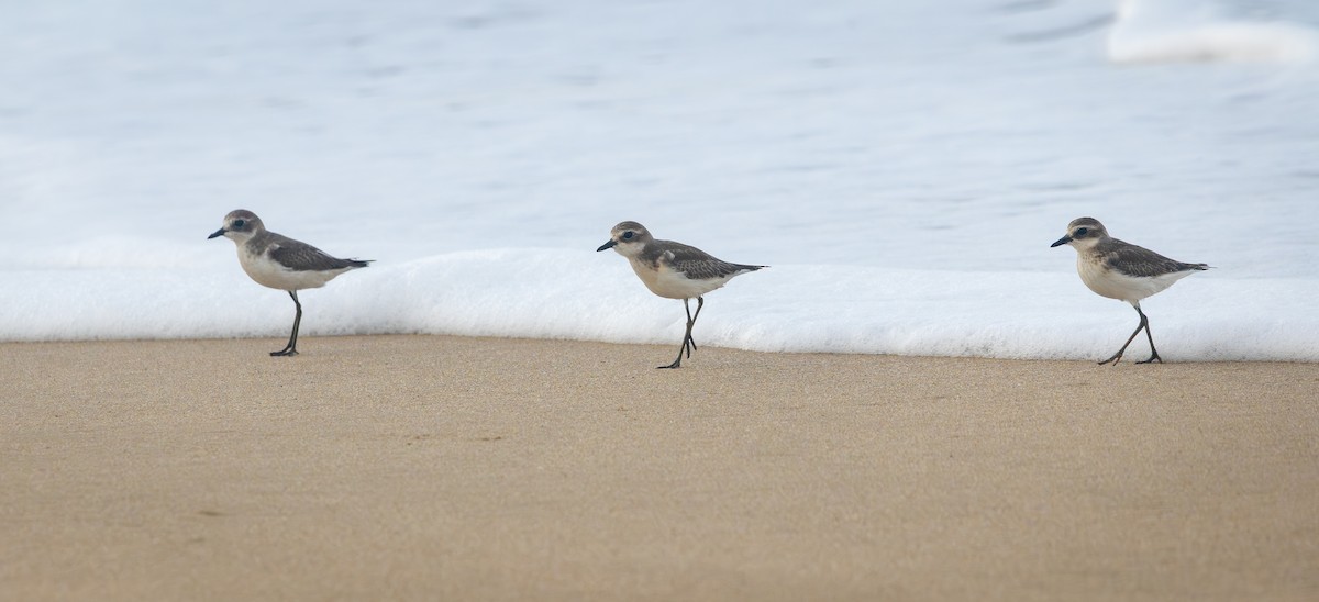 Tibet Cılıbıtı - ML645864142