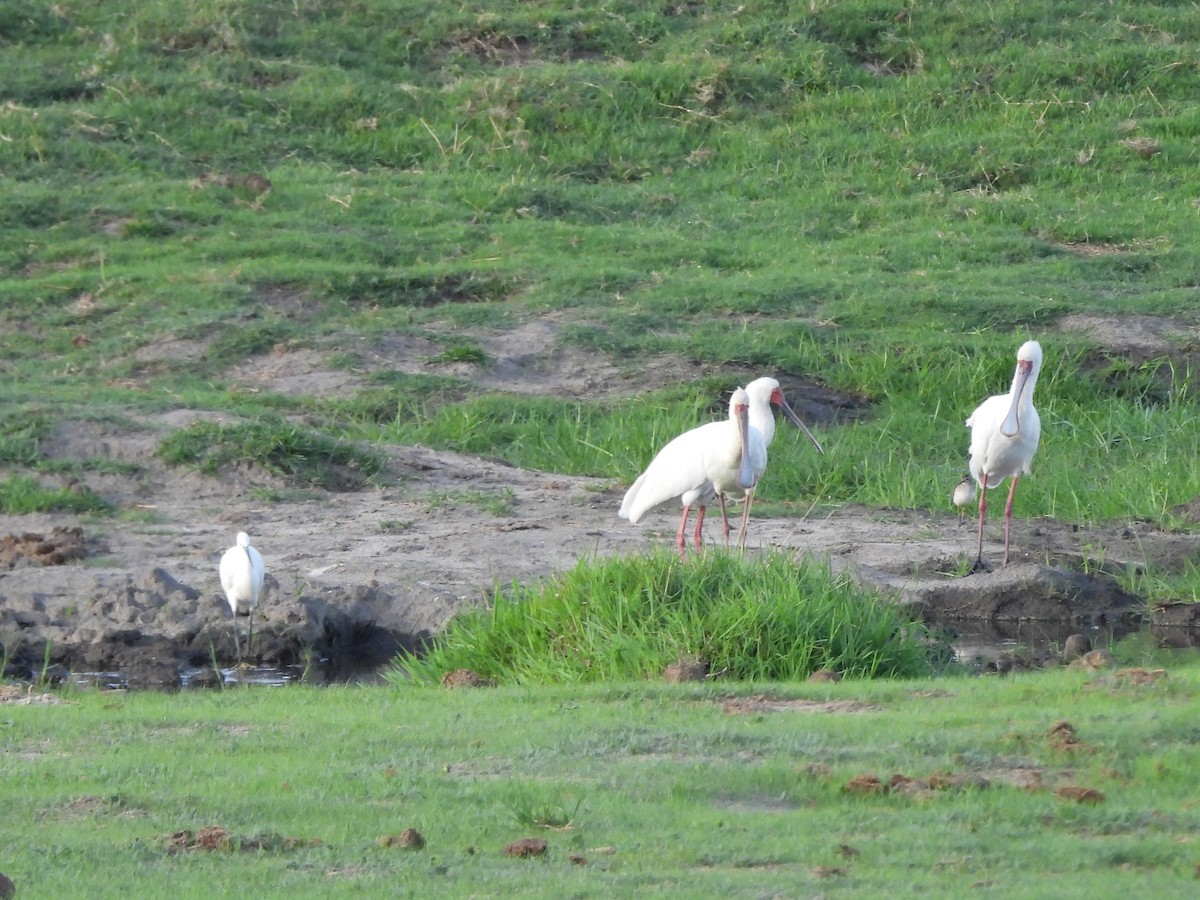 Aigrette garzette - ML645864155