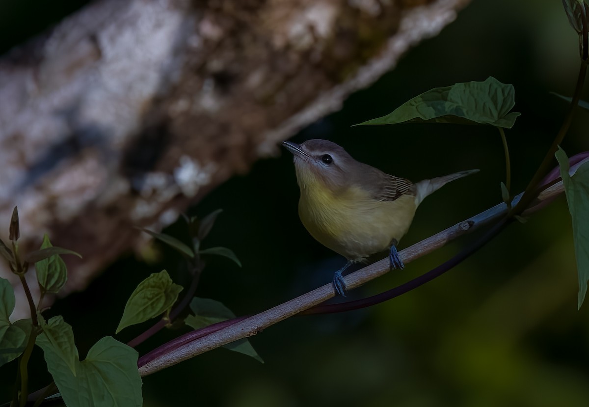 Bireo filadelfiarra - ML645864158