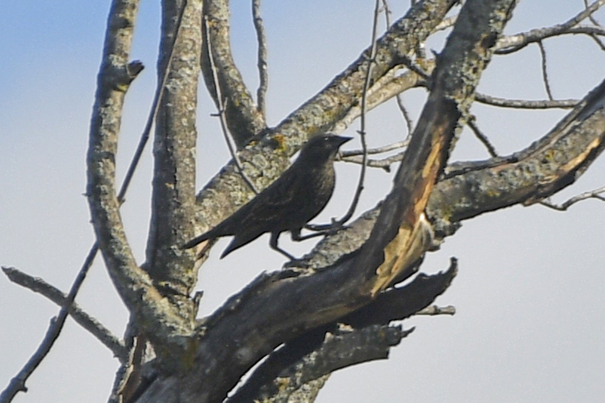 Трупіалець пурпуровий - ML645864162