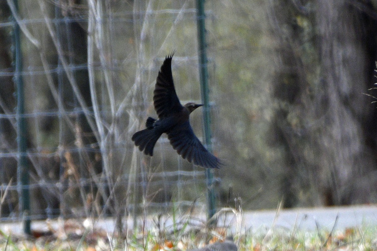 Трупіалець пурпуровий - ML645864163