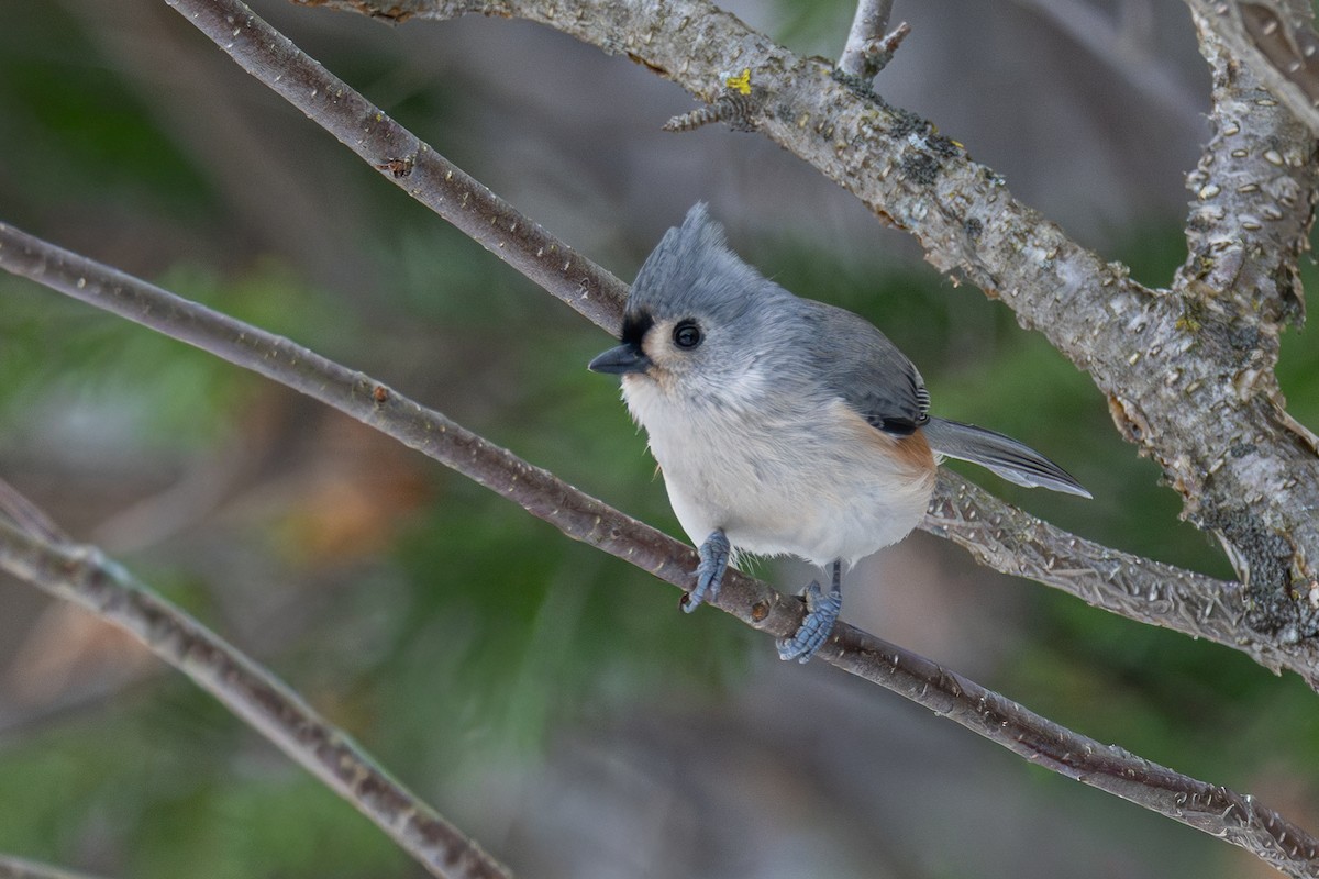 gråduskmeis - ML645864164