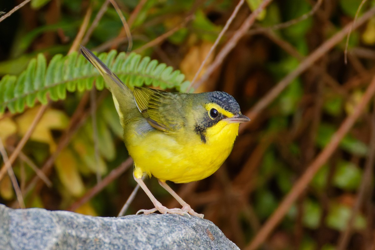 Kentucky Warbler - ML645864165