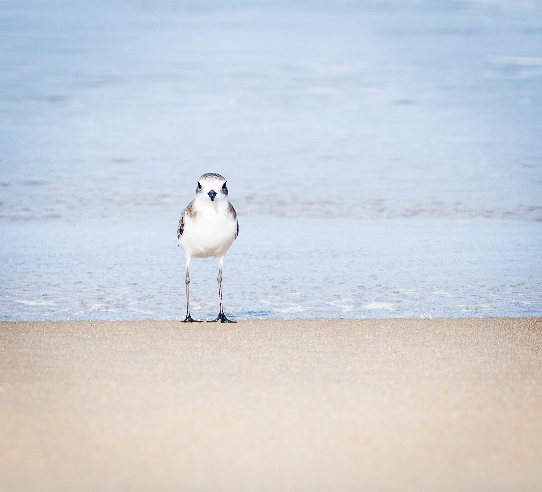 Tibet Cılıbıtı - ML645864176