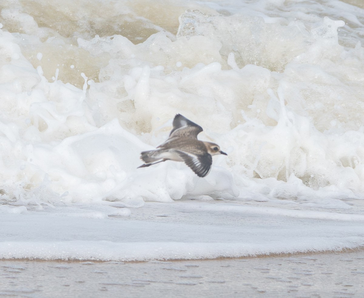 Tibet Cılıbıtı - ML645864177
