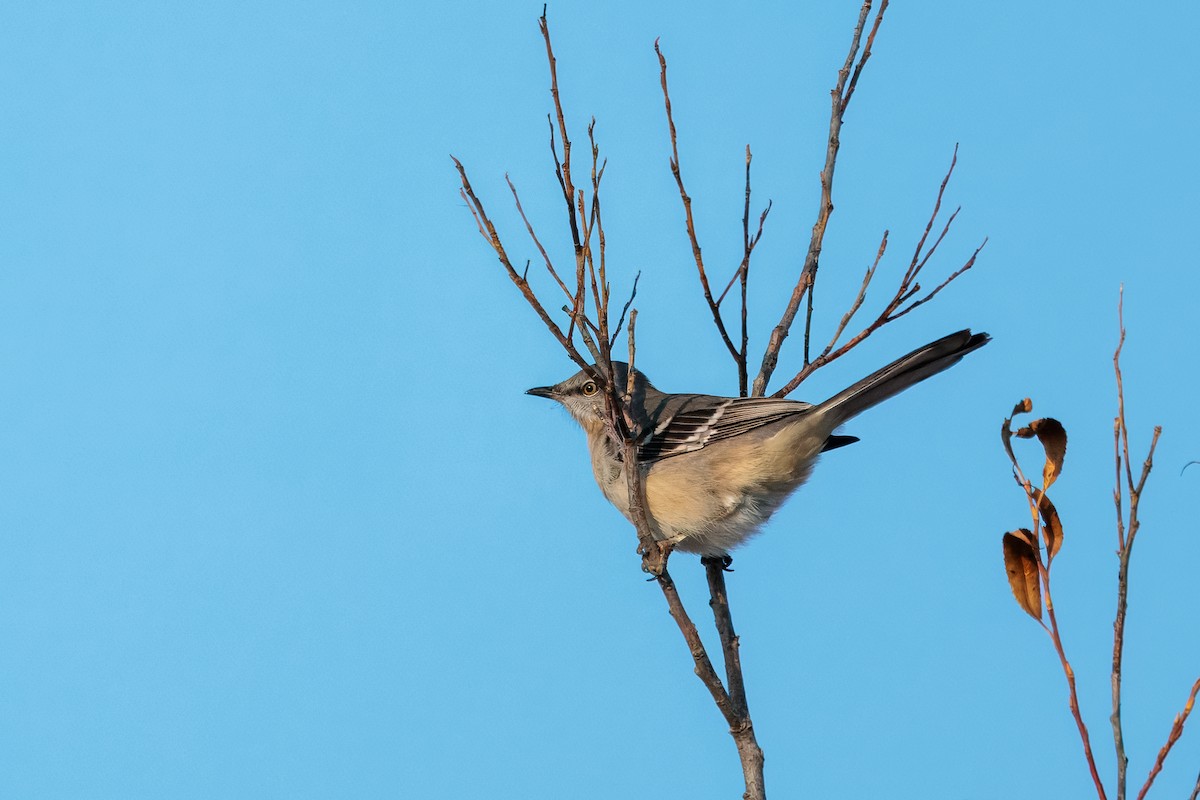 Northern Mockingbird - ML645864178