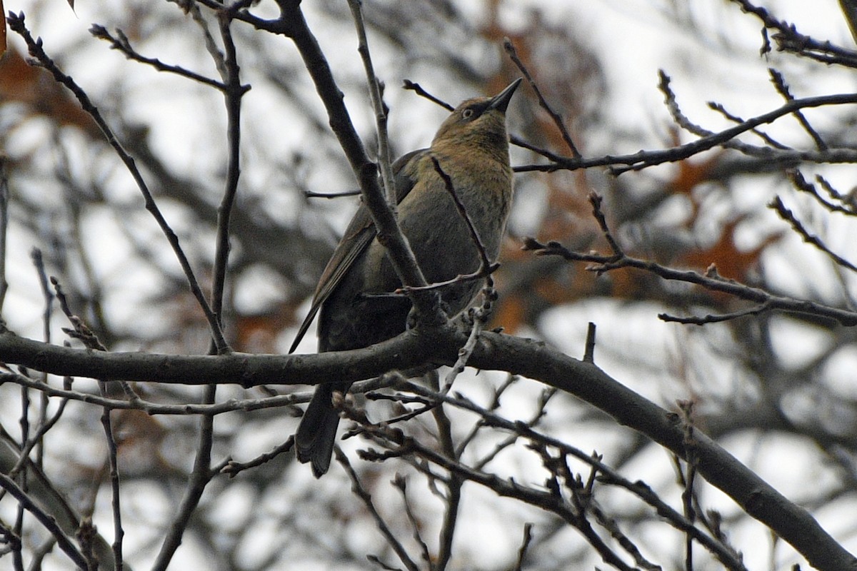 Rusty Blackbird - ML645864184