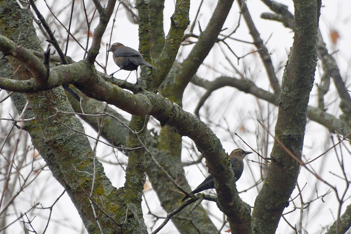 Rusty Blackbird - ML645864186