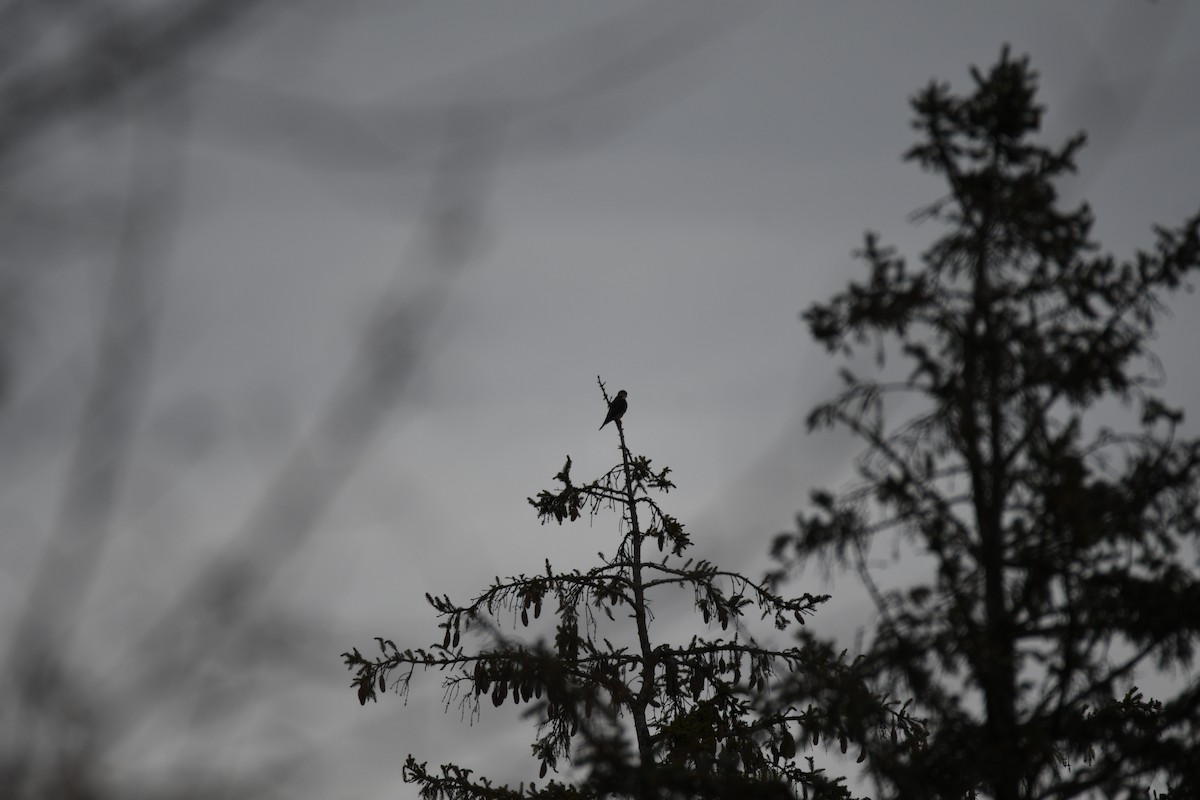 灰背隼 - ML645864191