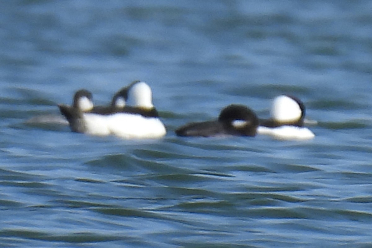 Bufflehead - ML645864193
