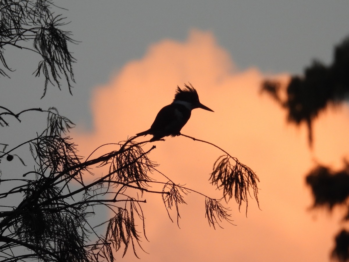 שלדג אמריקני - ML645864215