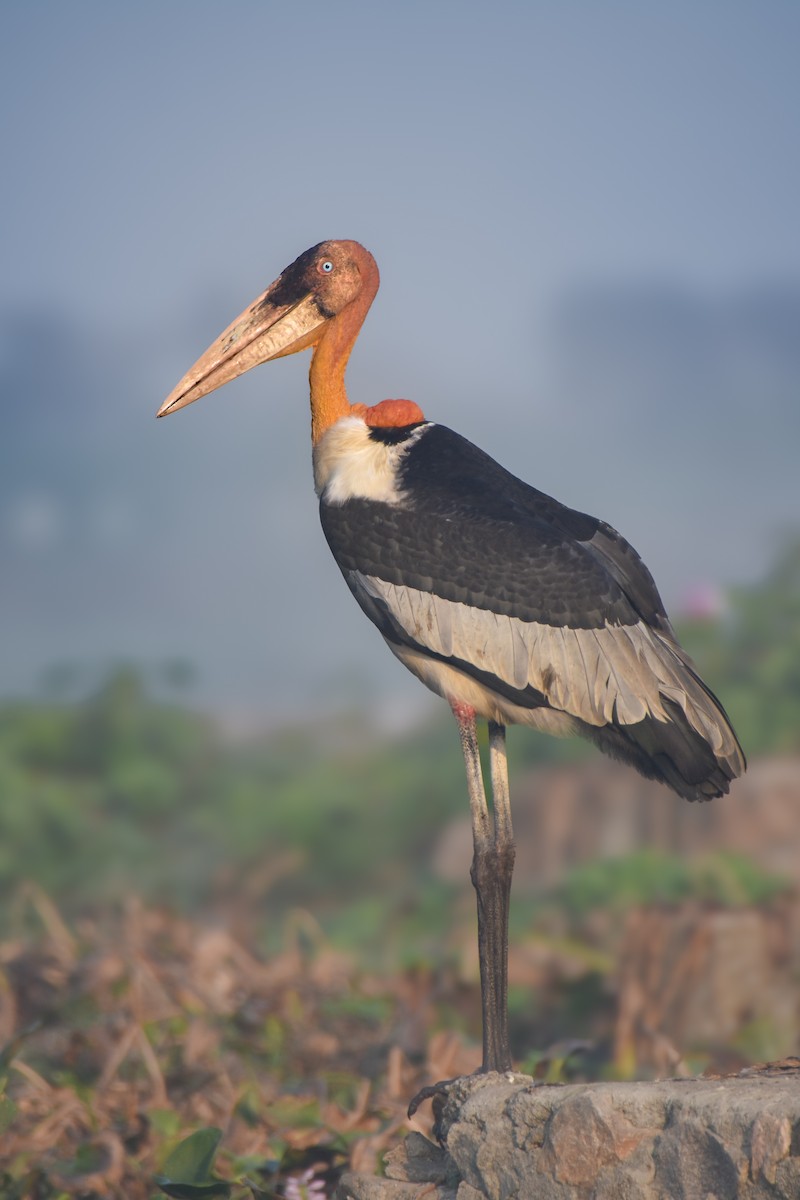 Greater Adjutant - ML645864216
