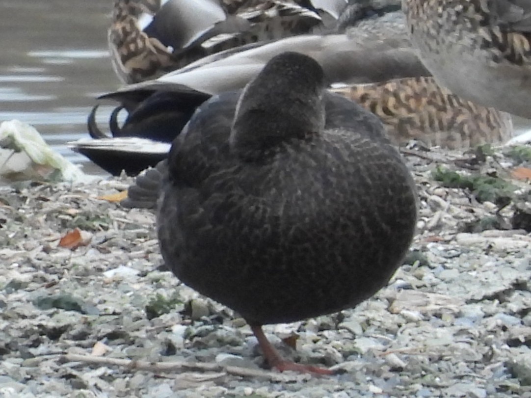 rødfotand - ML645864221