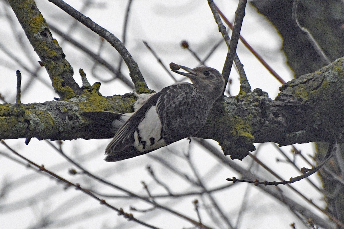 Red-headed Woodpecker - ML645864224