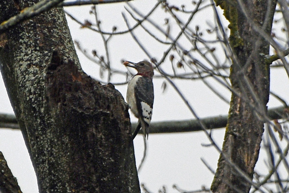 Red-headed Woodpecker - ML645864225