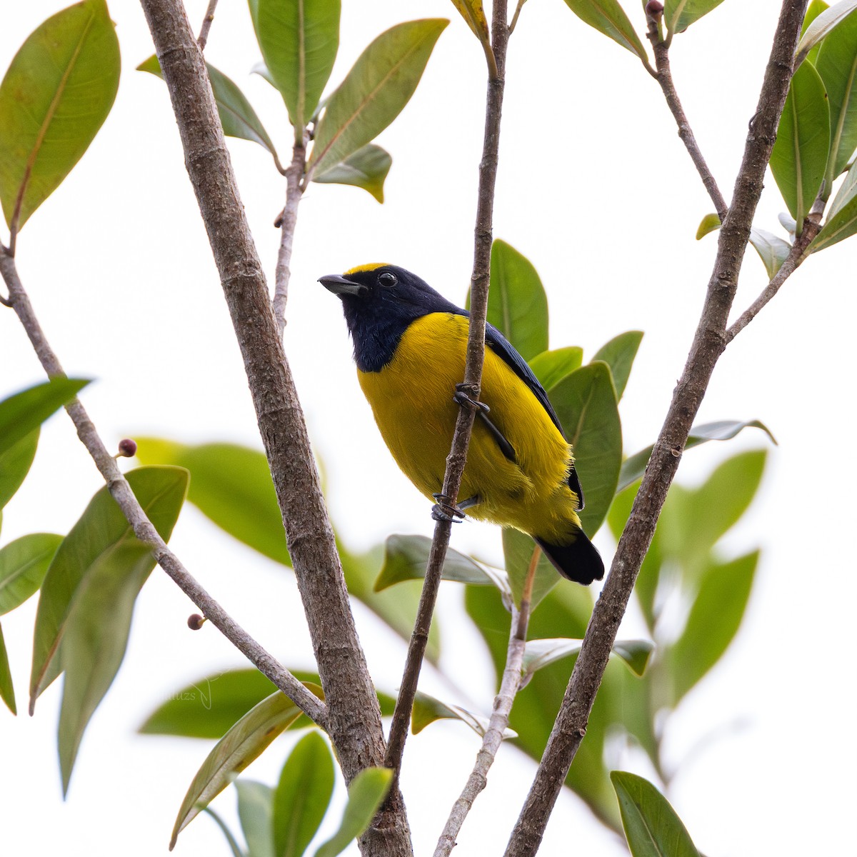 Spot-crowned Euphonia - ML645864228