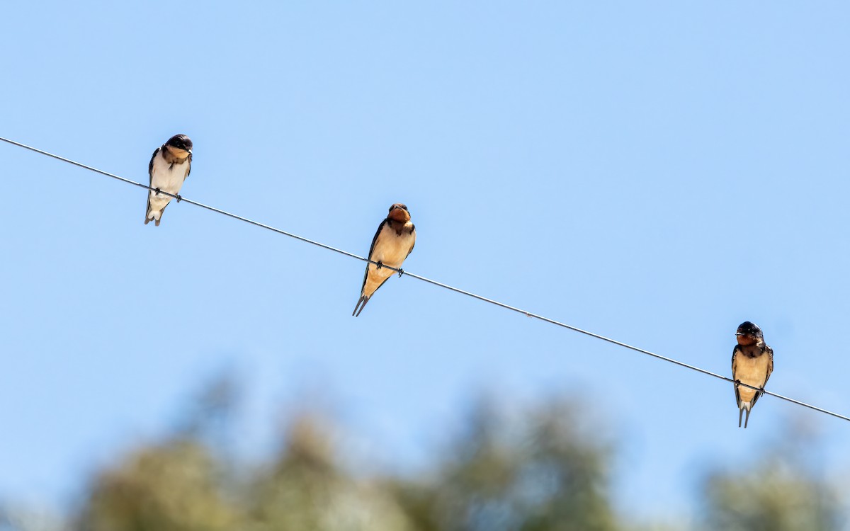 Ластівка сільська - ML645864230