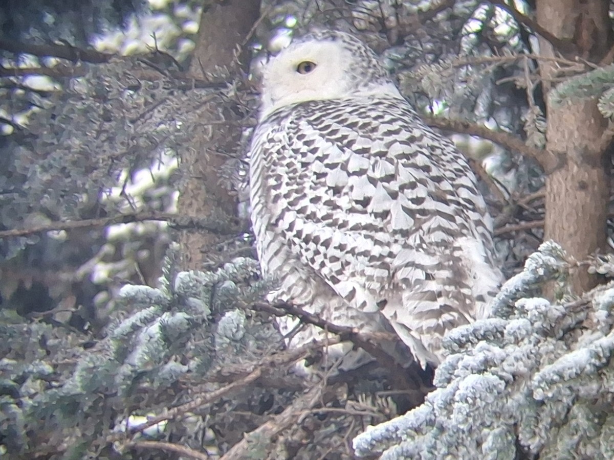 Snowy Owl - ML645864235