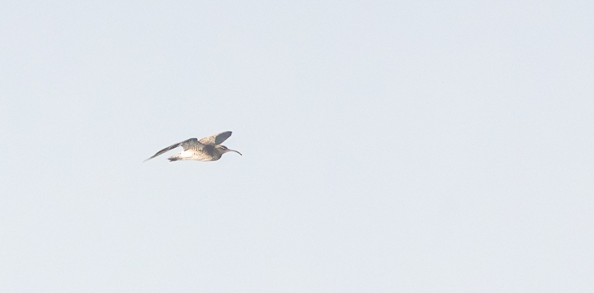 Chiurlo piccolo - ML645864244