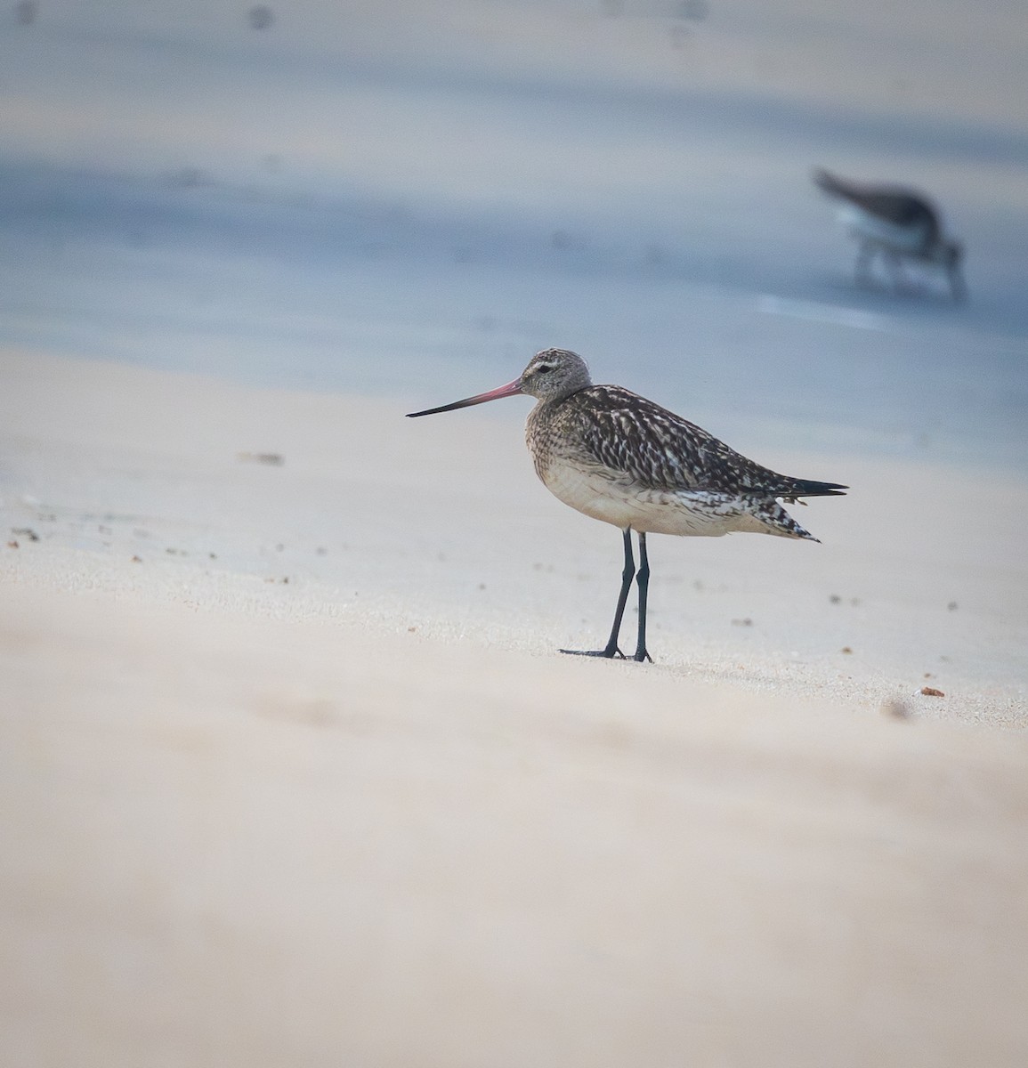 Pittima minore - ML645864261