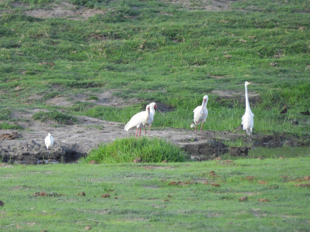 Garceta Grande - ML645864267