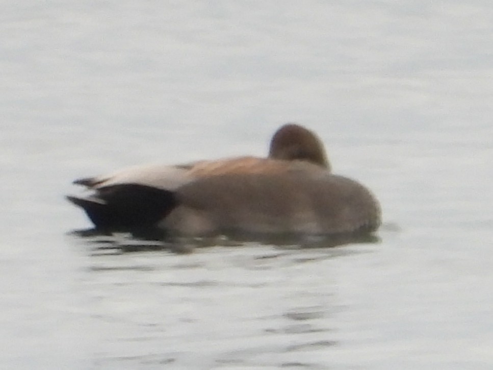 Boz Ördek - ML645864270