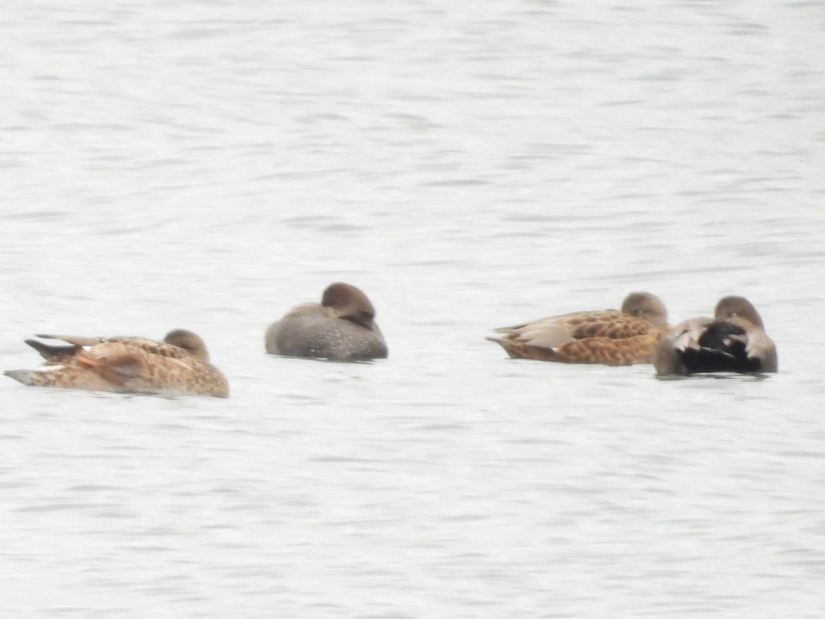 Boz Ördek - ML645864271