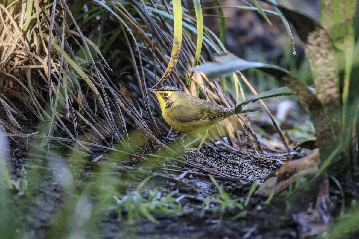 Reinita de Kentucky - ML645864295