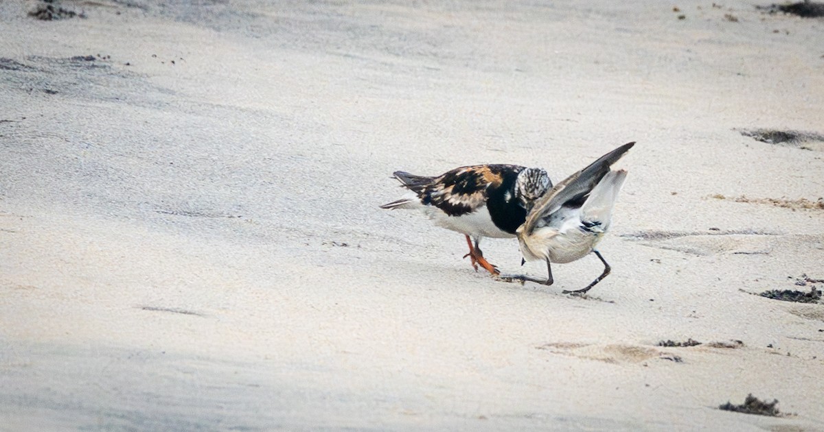 Voltapietre - ML645864298