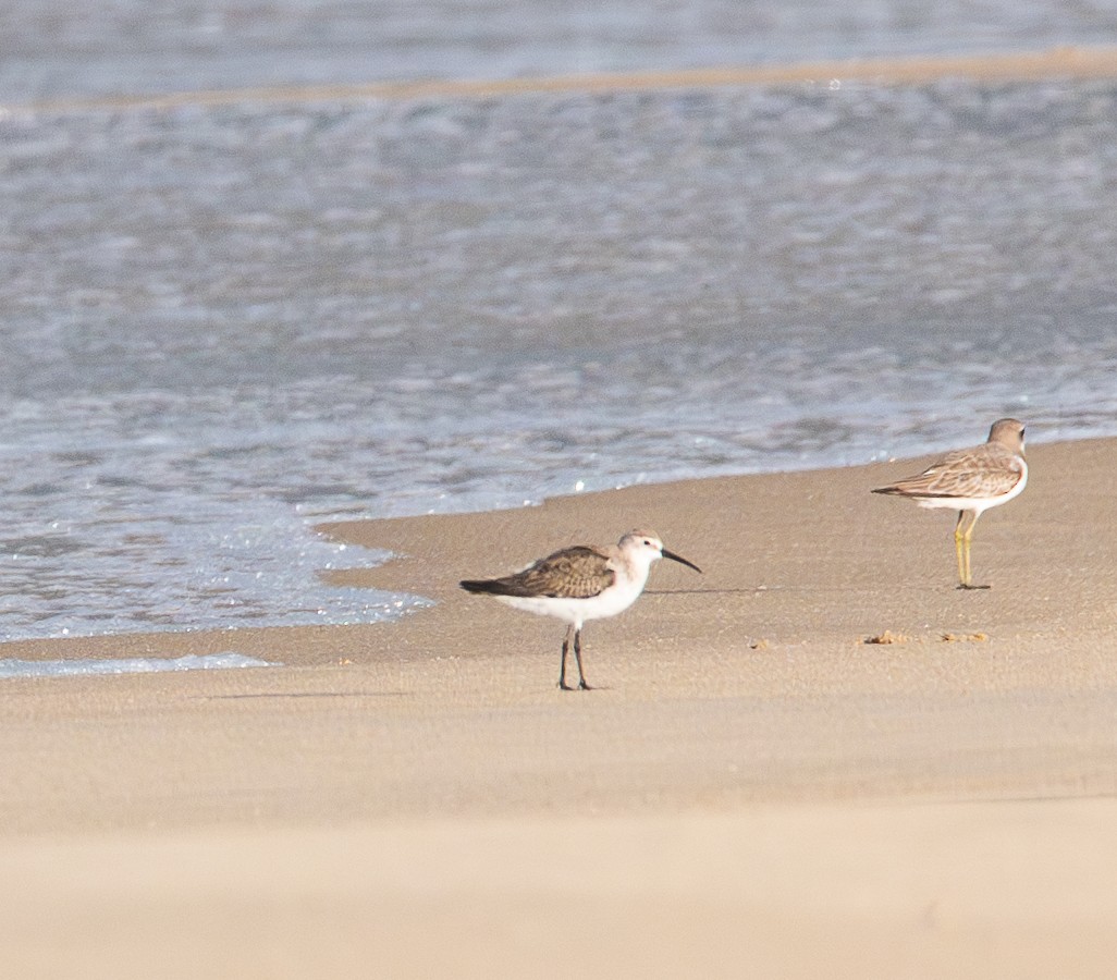 Piovanello comune - ML645864311