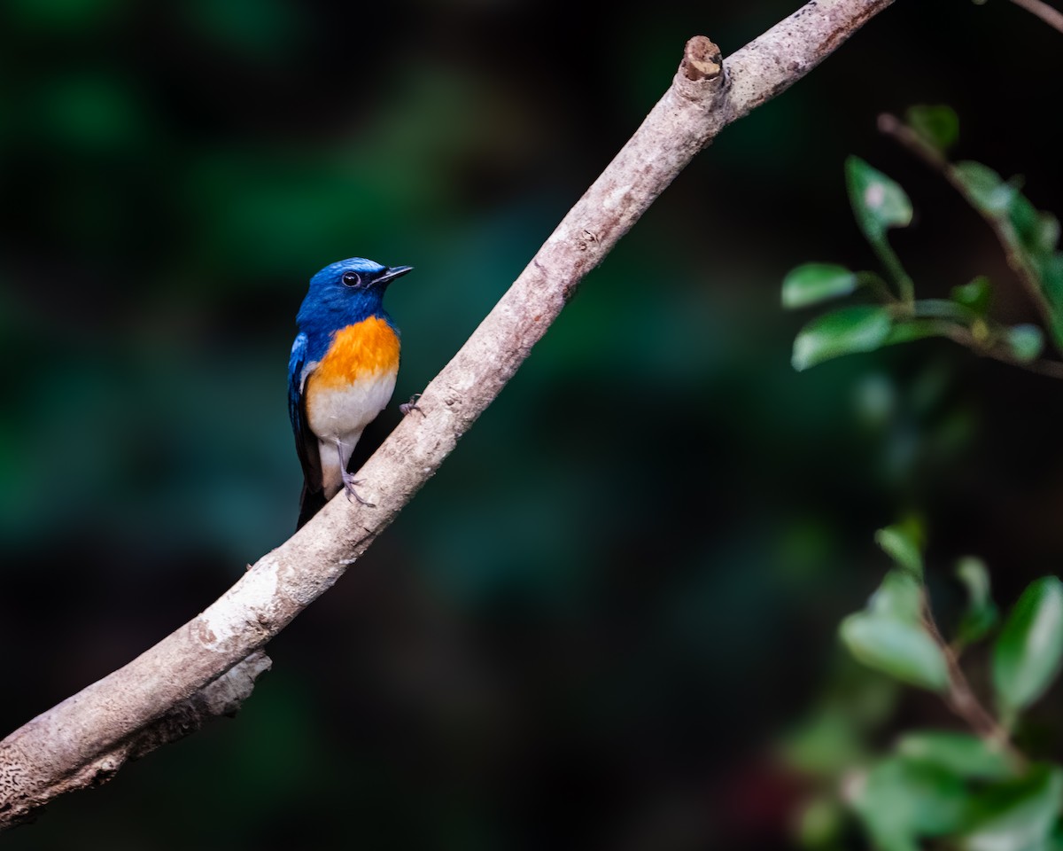 Blue-throated Flycatcher - ML645864316