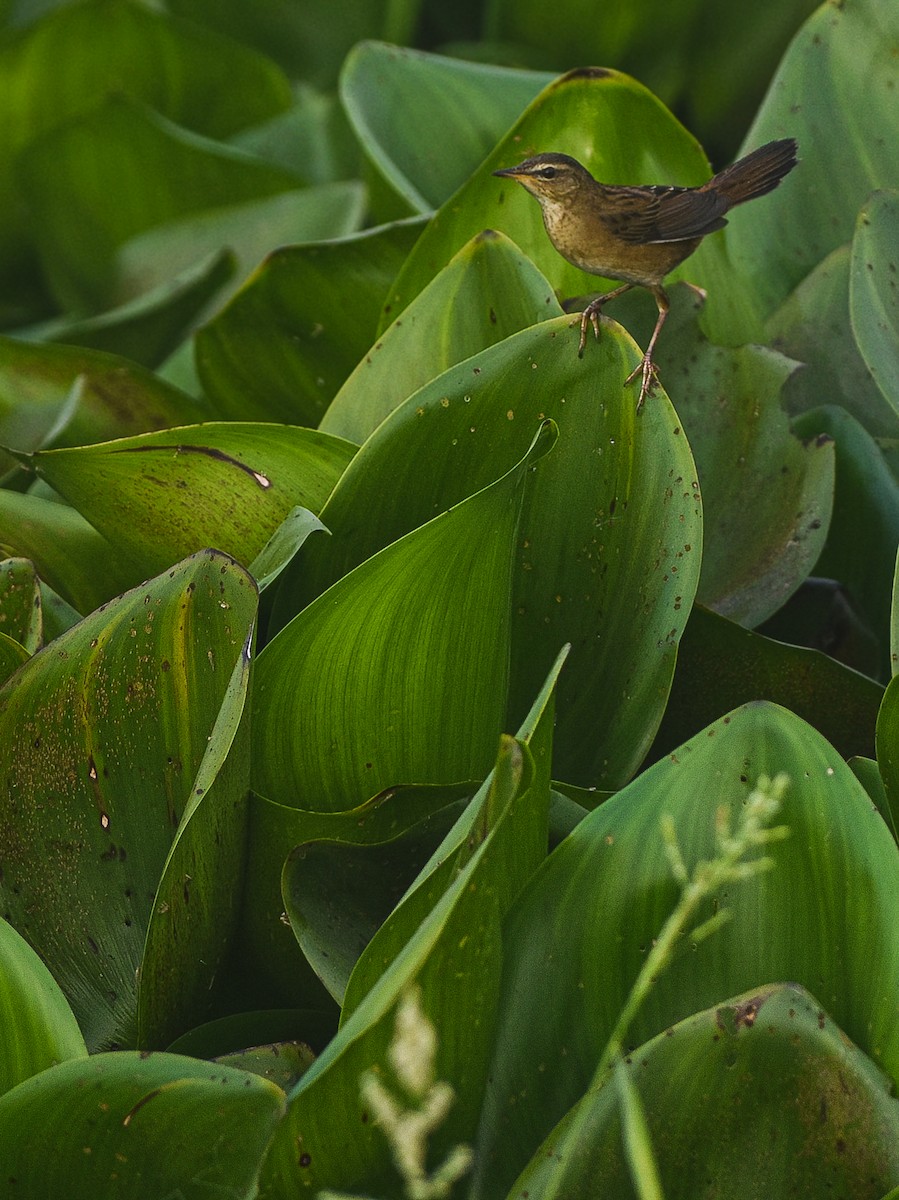 Pallas's Grasshopper Warbler - ML645864319