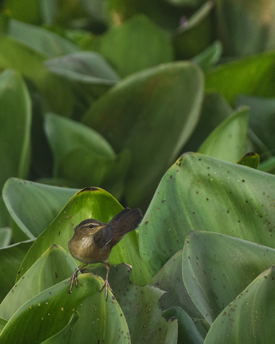 Pallas's Grasshopper Warbler - ML645864320