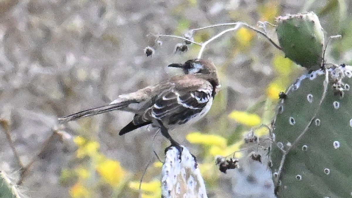 Moqueur de Floreana - ML645864321